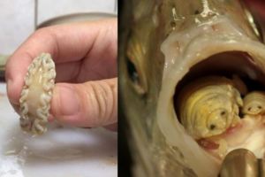 這隻可怕的寄生蟲只要出現在「魚的嘴裡」，那條魚的舌頭就會被吃掉然後…