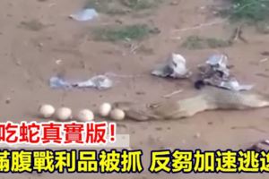 貪吃蛇真實版！滿腹戰利品被抓...反芻加速逃逸