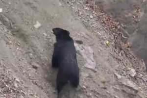 巡山員遇熊狂奔卻發現牠更驚嚇落跑