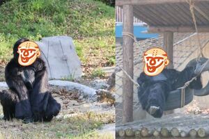動物園猩猩居然是工讀生扮演，網友：這是到底是什麼神操作阿?