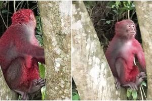 小獼猴被潑紅漆遭同伴排擠，眼神憂鬱讓人看了心疼！