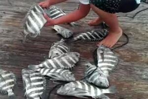 國外男子撒網捕魚，沒想到撈上來滿滿一網「魔鬼」，朋友驚叫：「快放手」