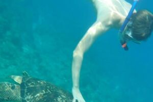 觸摸保育動物是涉違法 德籍少年小琉球騷擾海龜被移送