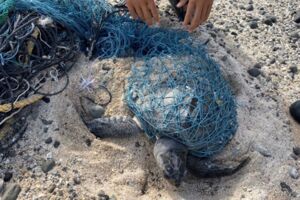 奄奄一息！保育欖蠵龜遭漁網纏繞 海巡搶救