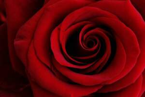 天秤座2023年運勢：一朵帶刺的玫瑰花，享受它的美麗，避免被刺傷