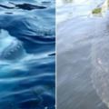 22張可以證明「你是不是有海洋恐懼症」的照片…許多人看完都不敢再下水了！