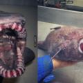 這名漁夫上傳17種他抓過的「深海怪物」，每一隻都像是來自異次元世界的生物！
