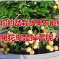 為什麼你的盆栽水果不能結果，開花總是掉蕾呢？原因很簡單.