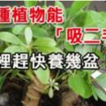 勸不了另一伴戒菸...就保護好自己！這幾種植物能「吸二手煙」，家裡趕快養幾盆！