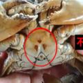 這種螃蟹千萬別買！3處火燒紋竟是「過度％％」導致…漁民：還有尿騷味！