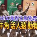 破值4850萬野生動物走私案-起犀牛角-活人猿-動物殘骸