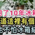 用了10年冰箱，才知道這裡有個開關，再也不怕冰箱結冰