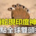 五頭蛇現印度神廟盤點全球雙頭妖精