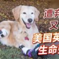 遭棄截肢又罹癌美國英雄犬生命強韌