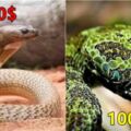 世界上最貴的6種蛇，第三通體湛藍，第一比大熊貓還珍貴