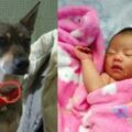 （真人真事）台灣一隻11歲的米克斯狗狗，遵守離世前主人和它的約定，投胎轉世成為主人的女兒！