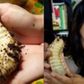 日本正妹野外腐木發現巨型幼蟲，回家飼養長大後驚喜來了！