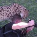 驚悚畫面曝光！攝影師突遭獵豹咬頭　下秒劇情神反轉