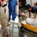 男子捕獲【罕見魚王】居然有人開價【550萬新台幣】原來肚裡全是寶