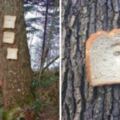 超莫名其妙「麵包釘樹挑戰」進行中　全球越來越多的人開始跟風