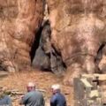 他們在山上發現3千年多的紅杉樹，走近一看太不思議！