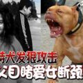 3比特犬發狠攻擊父目睹愛女斷頸身亡