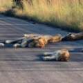 國家公園封閉沒遊客…獅獅一家「爽躺馬路曬太陽」：悠閒的午覺超棒der～