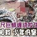 遭7公尺巨蟒纏繞咬住同伴相救少年仍窒息死