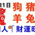 10月31日生肖運勢_狗、豬、蛇大吉