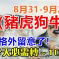 8月31日-9月2日（豬虎狗牛兔）需要格外留意了，今天必須轉