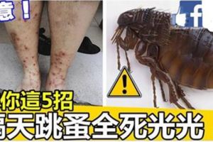 家中跳蚤超倡狂怎麼辦？教你這5招，隔天跳蚤全死光！