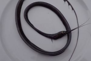 這什麼怪魚？驚現台灣東北角