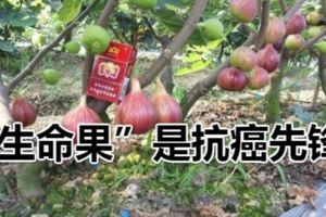 這種「生命果」是抗癌先鋒，一個水桶就能種出來，陽台盆栽超容易！