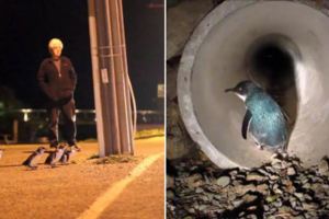 紐西蘭政府不願再看到企鵝們冒死過馬路，結果他們想出的解決方法讓全世界都讚爆了！