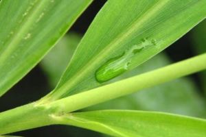 百病從濕起！生薑加「它們」這樣吃，體內再無濕毒！簡單易學！