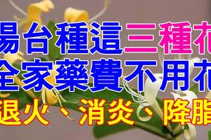 陽台種這三種花，全家藥費不用花，退火、消炎、降脂……！