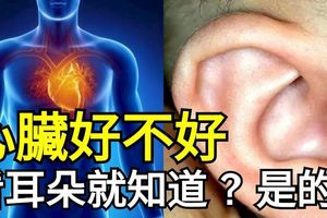 心臟好不好，看耳朵就能知道？是的！