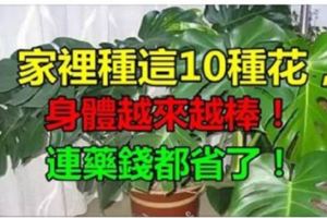 家裡養這10種花，身體越來越健康，連藥錢都省了！