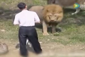 男子失足掉進獅園，獅子對他發起攻擊，他的舉動竟嚇退兩頭獅子！...