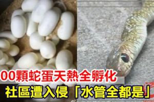 1000顆蛇蛋天熱全孵化社區遭入侵「水管全都是」