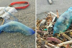 來這迎曙光千萬別碰「它」世界前3毒被螫恐致命