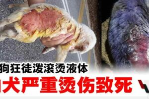 芙家麗城第四期疑現虐狗狂．潑熱水燙死幼犬