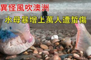 詭異怪風吹澳洲，水母暴增上萬人遭蜇傷