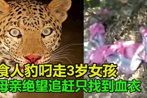 食人豹叼走3歲女孩母親絕望追趕只找到血衣