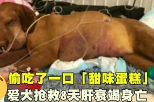 狗狗偷吃了一口「甜味蛋糕」愛犬搶救8天肝衰竭身亡