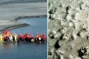 大顯神蹟！白沙屯媽祖神轎狂搖「直接衝入濁水溪」　信眾驚見「腳印全部浮起」原來背後有玄機　