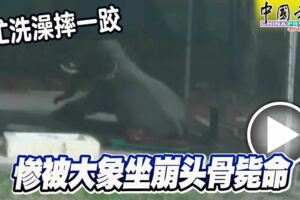 2019-03-04:(內附現場發生視頻）幫忙洗澡摔一跤慘被大象坐崩頭骨斃命!
