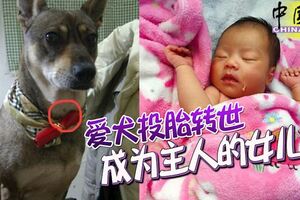 是否相信有這回事？愛犬投胎轉世，成為主人的女兒！