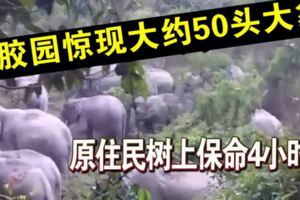 村民親眼目睹逾50頭野象出沒，嚇得爬到樹上躲藏4小時以保命！