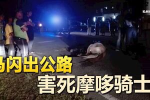 馬閃出公路害死摩哆騎士